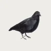 Homegoods<Puebco Crow 2 (Large)