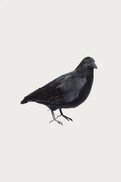 Homegoods<Puebco Crow 2 (Large)